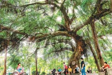 推进美丽中国和生态文明建设，中国古树名木保护处于国际领先水平，堪称——  一部“绿色编年史”
